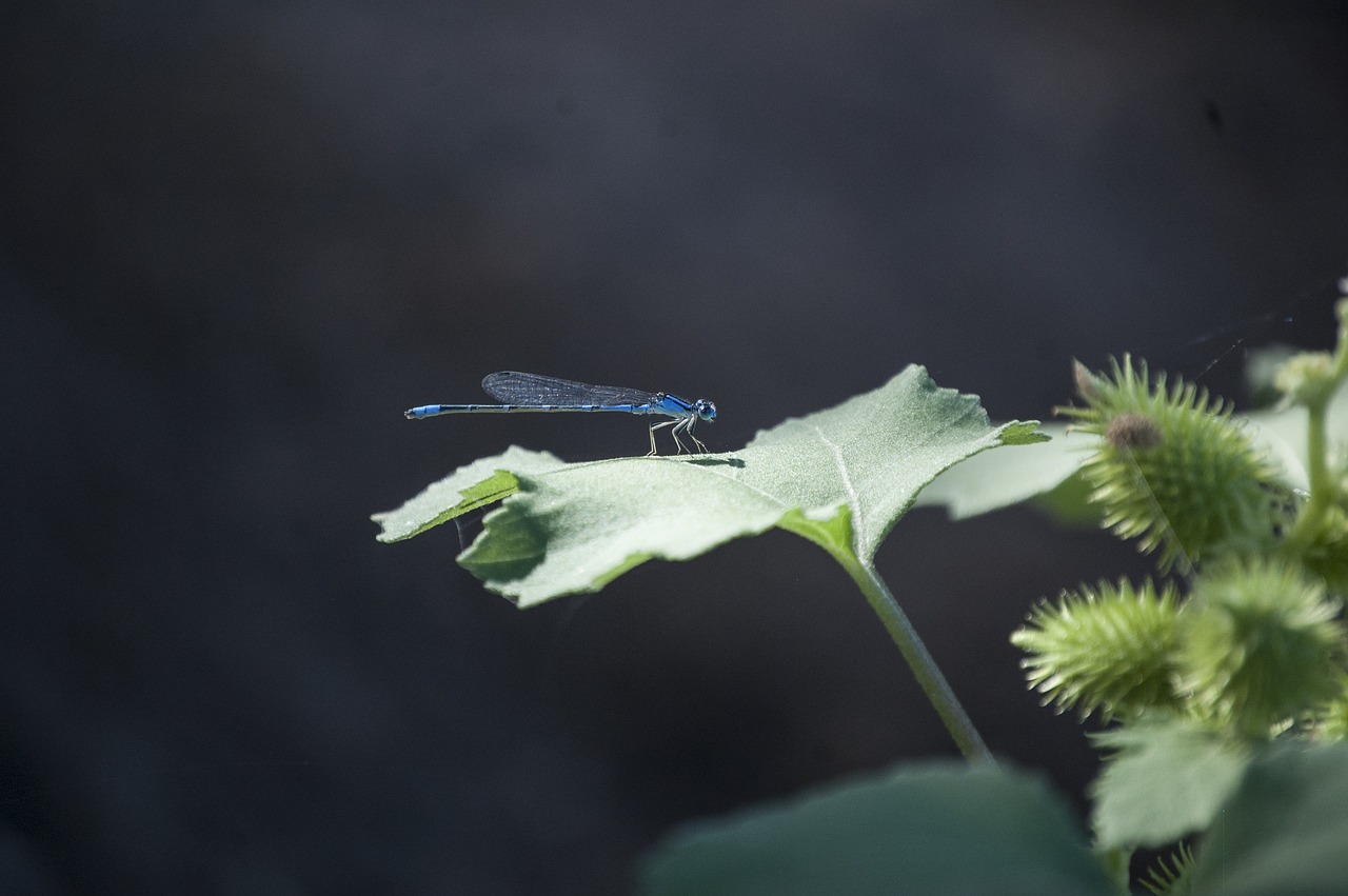 dragonfly wing blue free photo