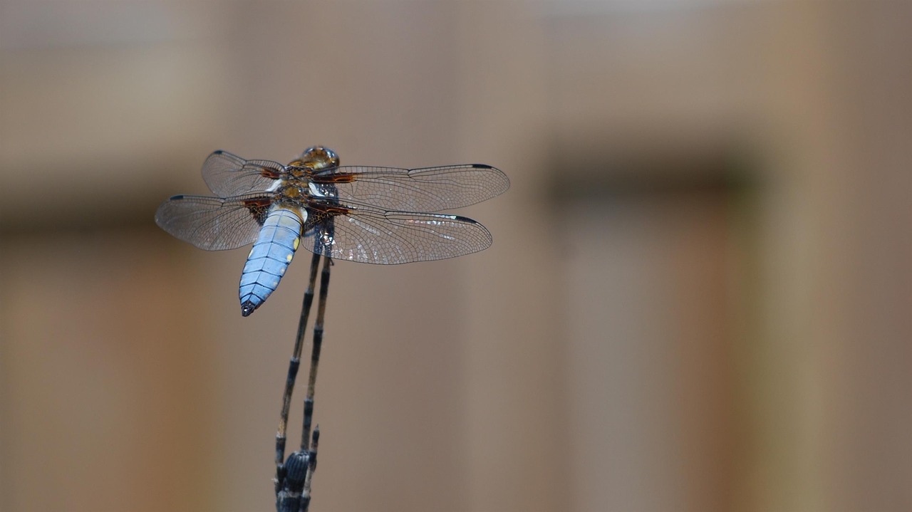 dragonfly insects nature free photo
