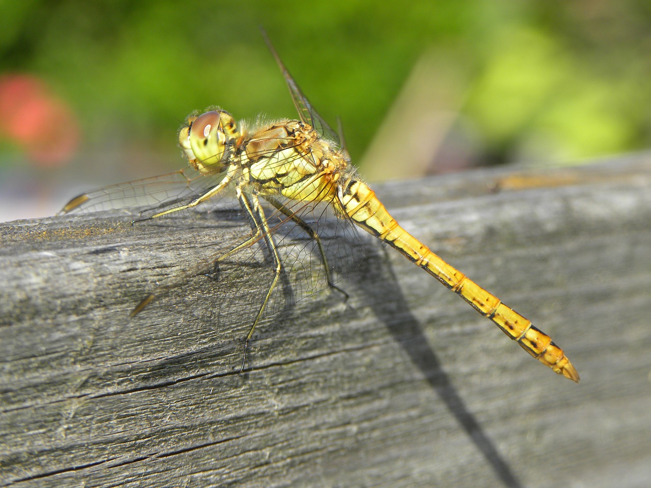 dragonfly bug nature free photo