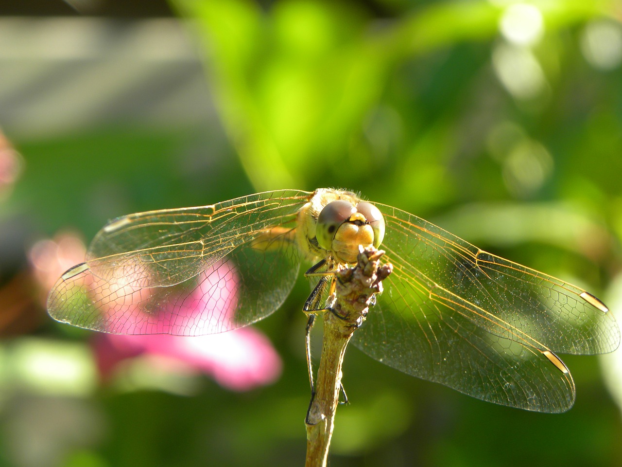 dragonfly bug nature free photo