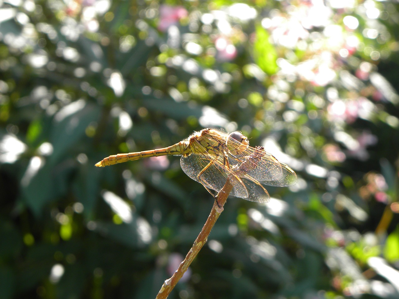 dragonfly bug nature free photo