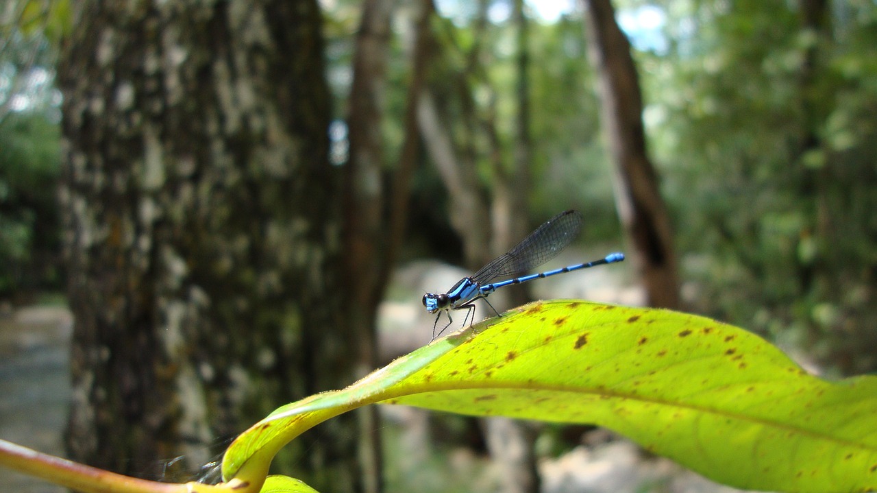 dragonfly anisoptera epiprocta free photo