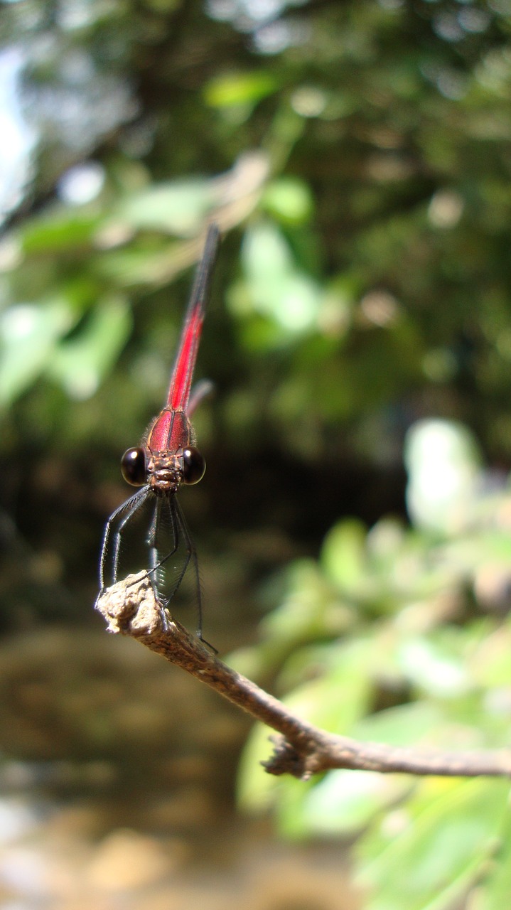 dragonfly anisoptera epiprocta free photo