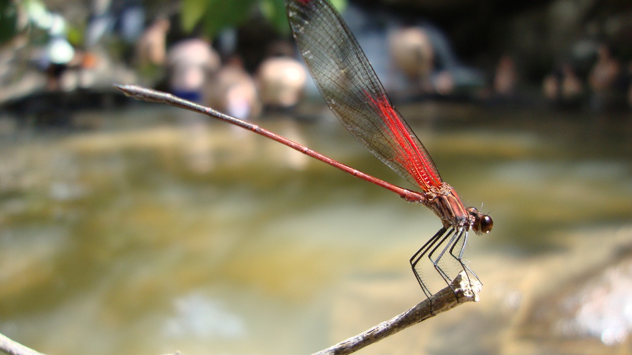 dragonfly anisoptera epiprocta free photo