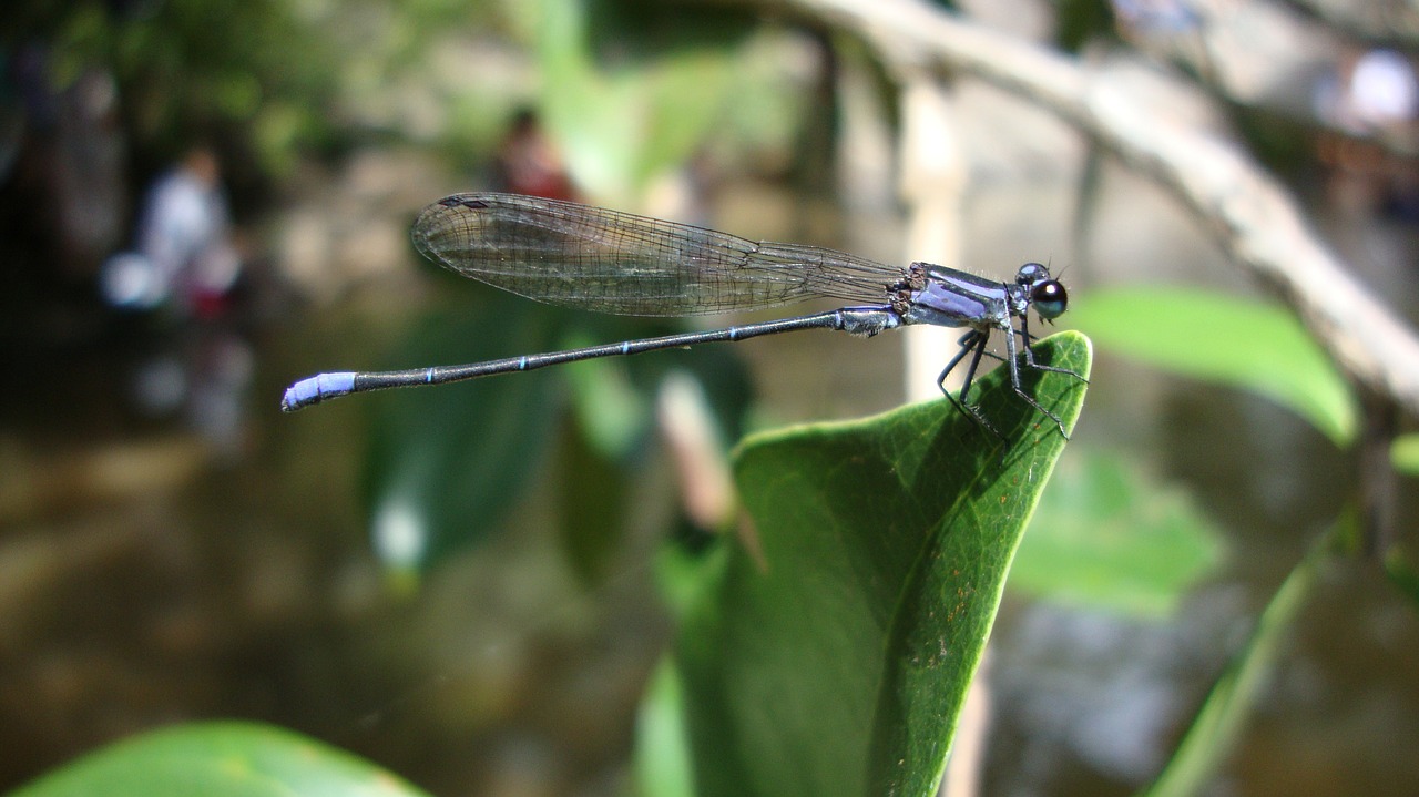 dragonfly anisoptera epiprocta free photo