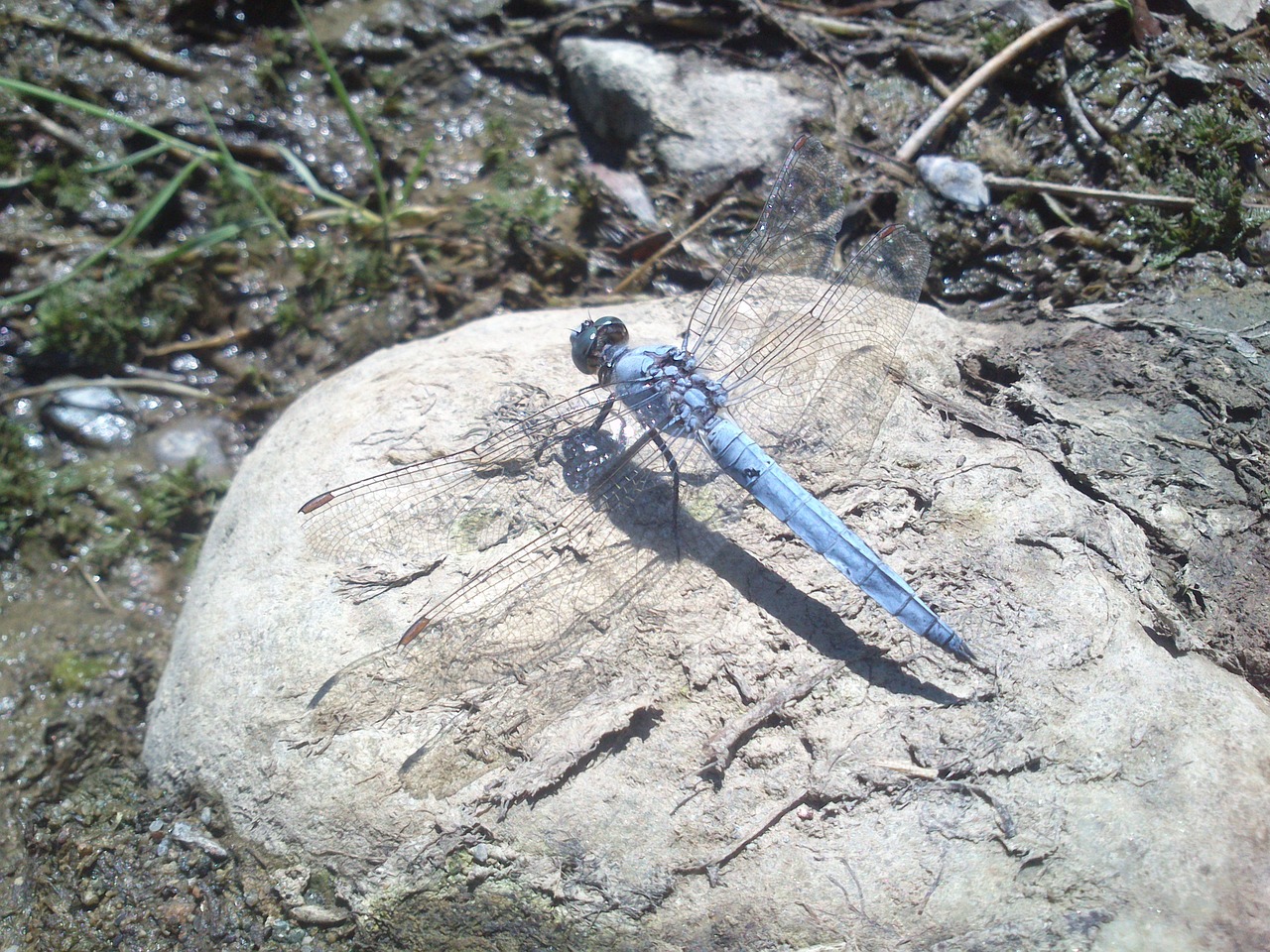 dragonfly stone sun free photo