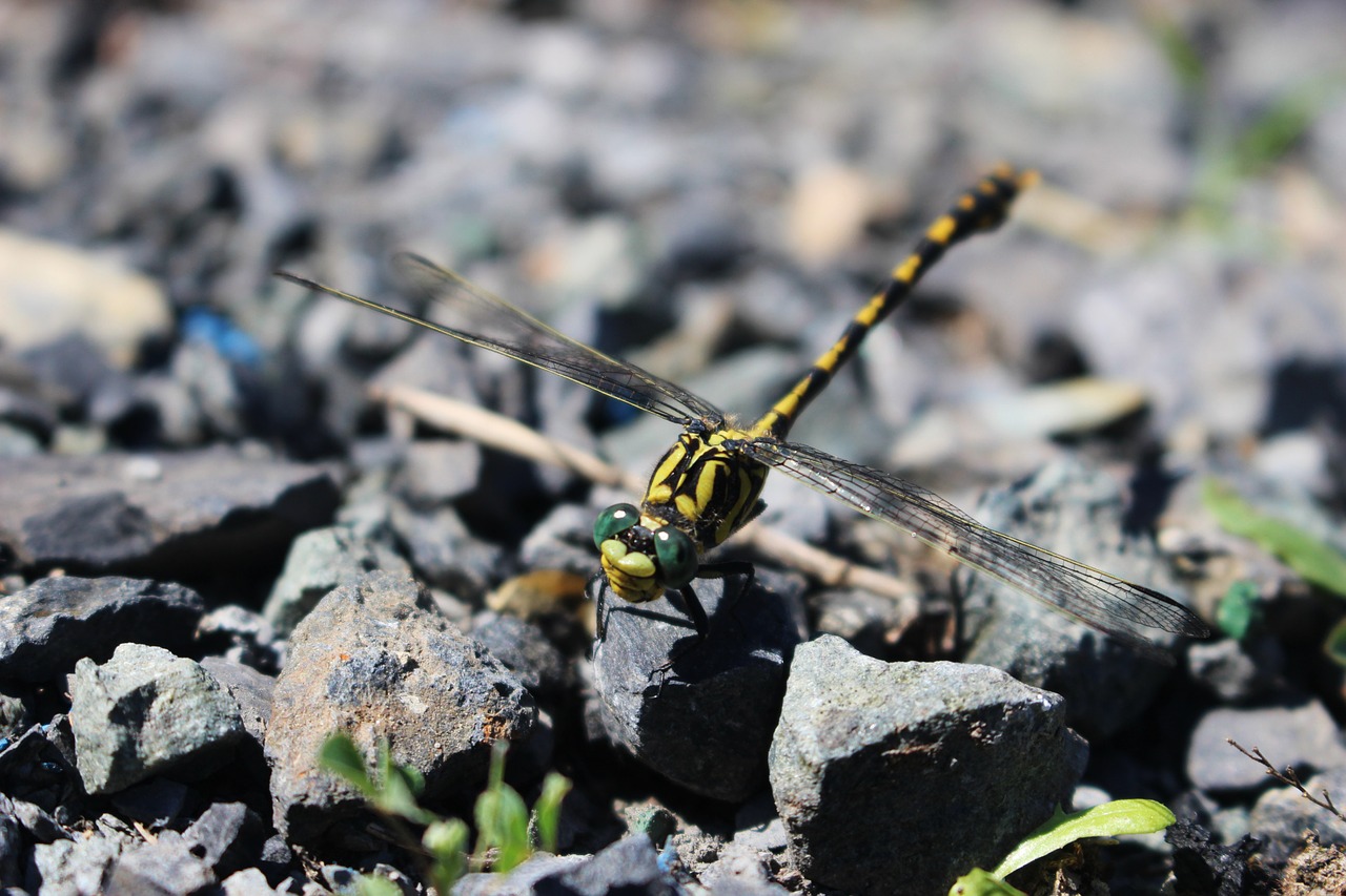 dragonfly nature insect free photo