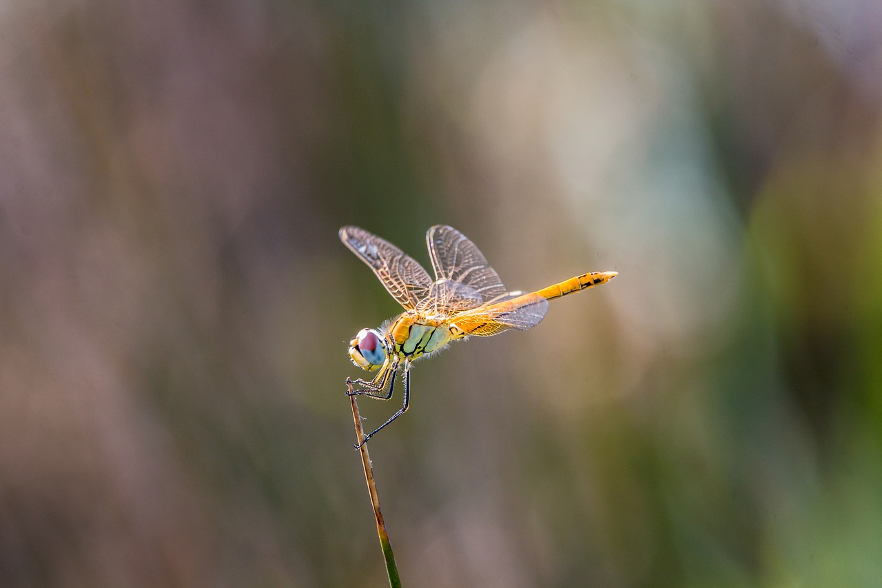 dragonfly golden dragonfly macro free photo