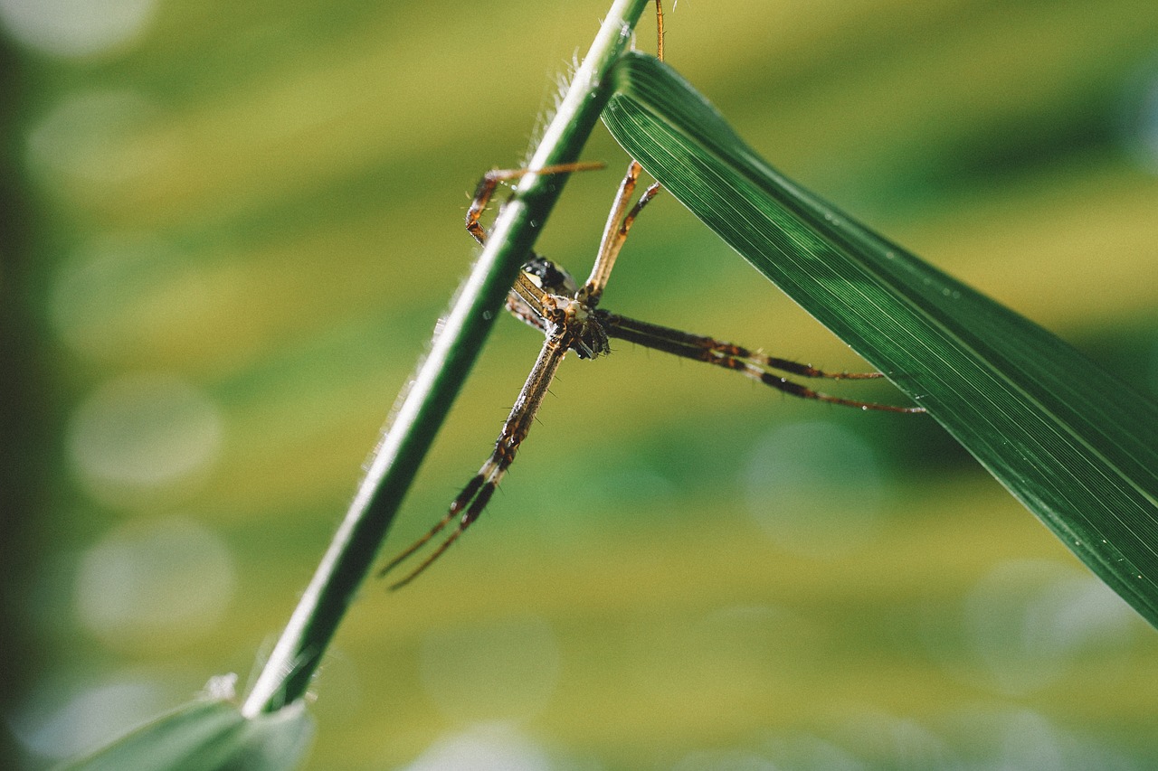 dragonfly wing nature free photo