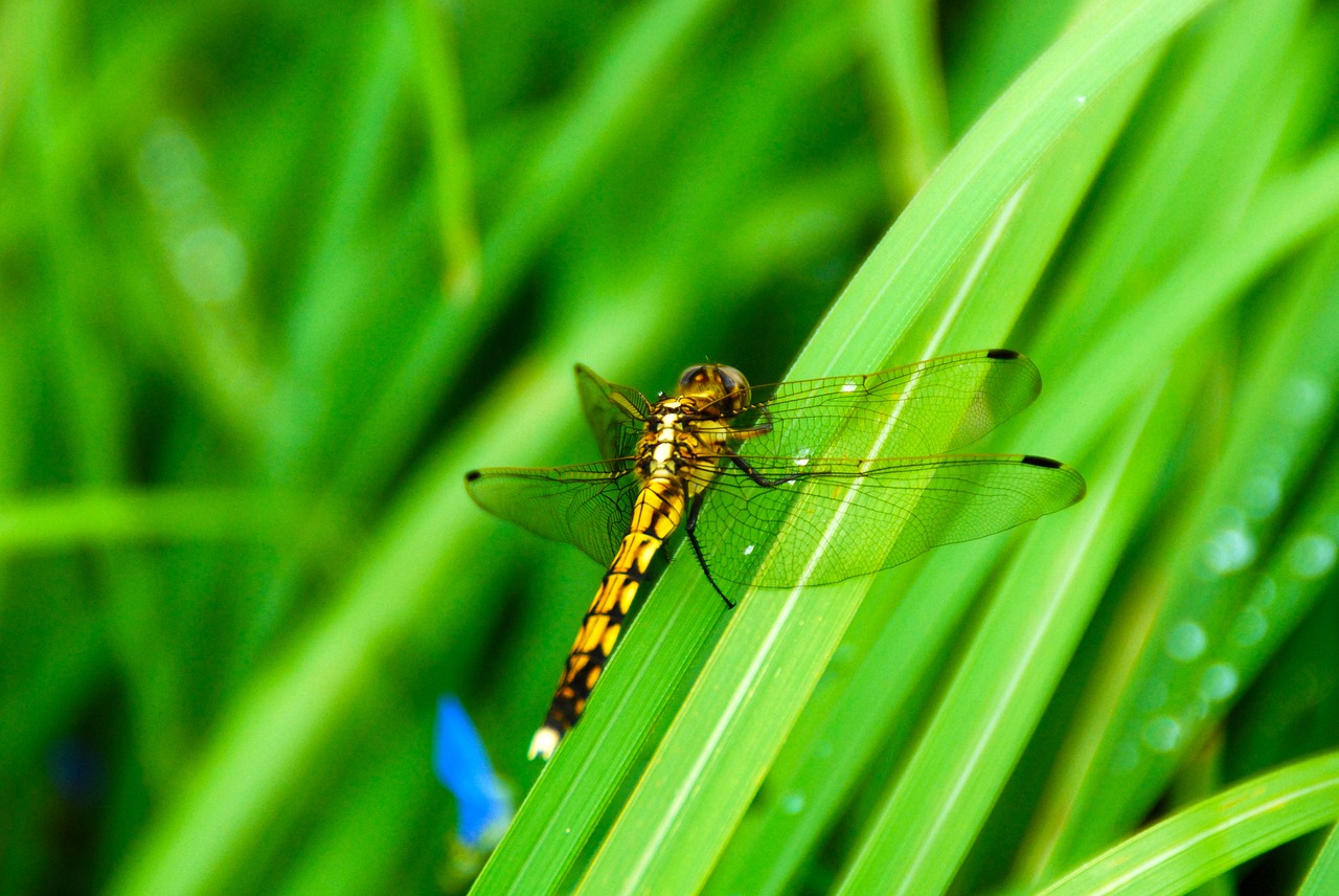 dragonfly insect yellow free photo