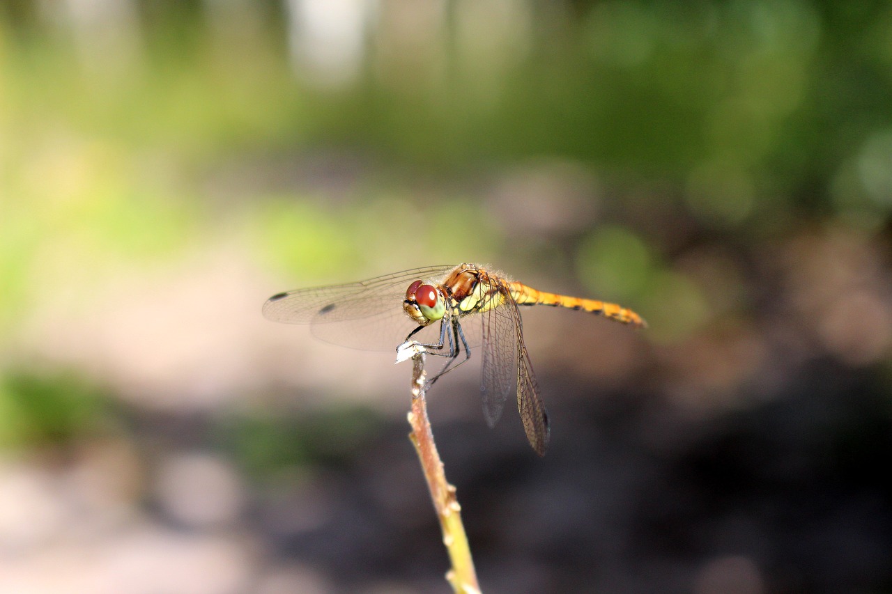 dragonfly insect nature free photo