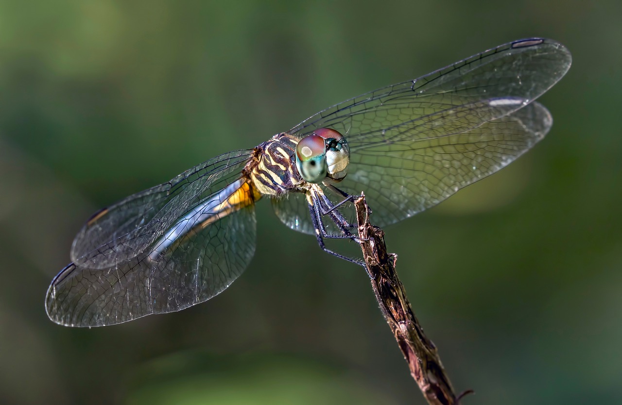 dragonfly wings nature free photo