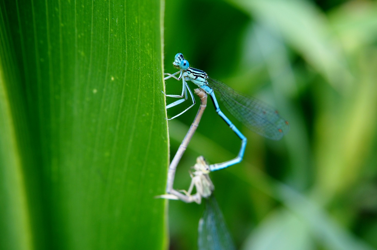 dragonfly couples pairing free photo