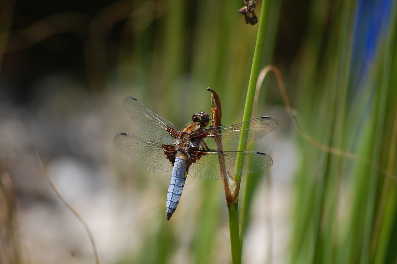 dragonfly close waters free photo