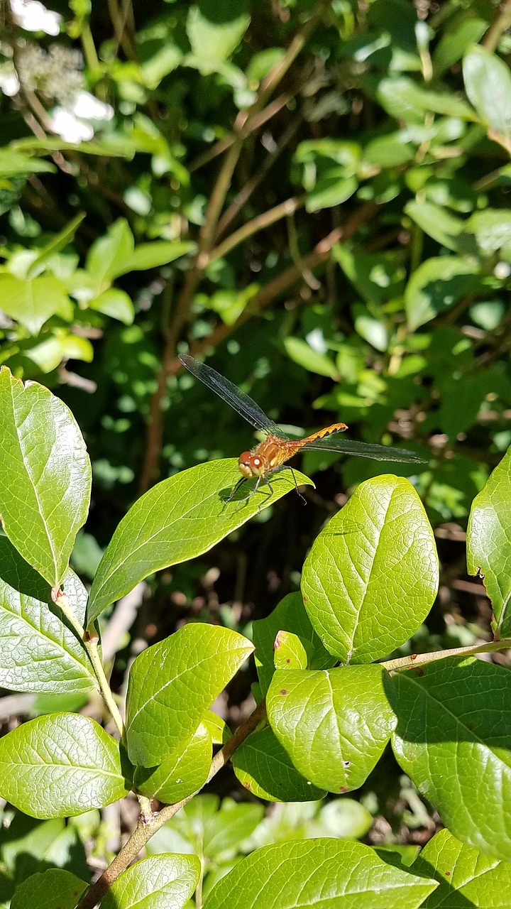 dragonfly insect bug free photo