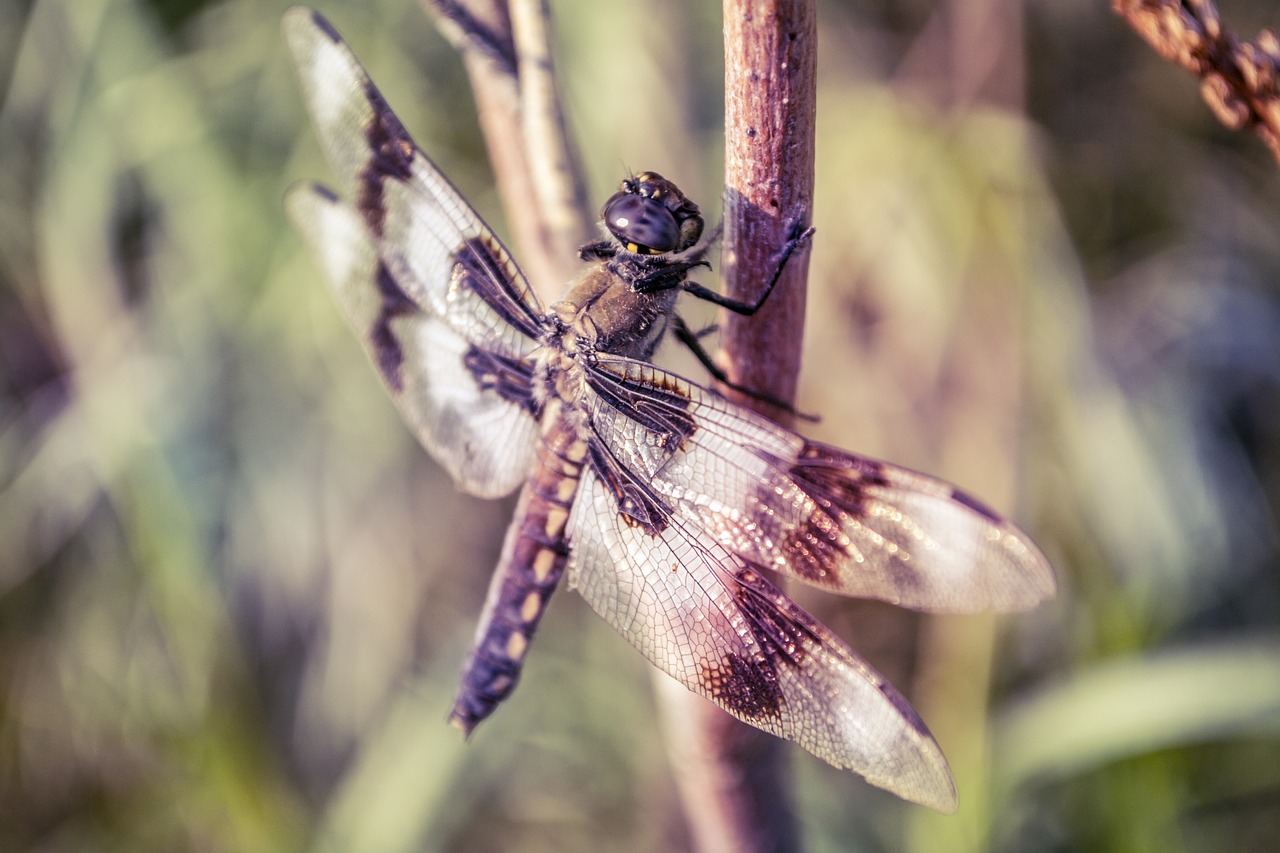 dragonfly perch dragon free photo