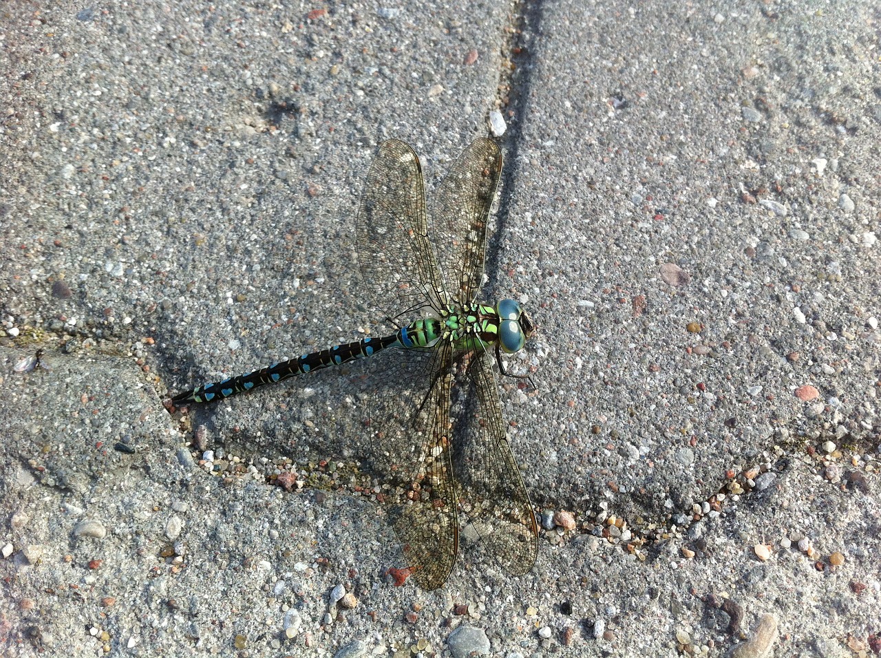 dragonfly insect micro free photo