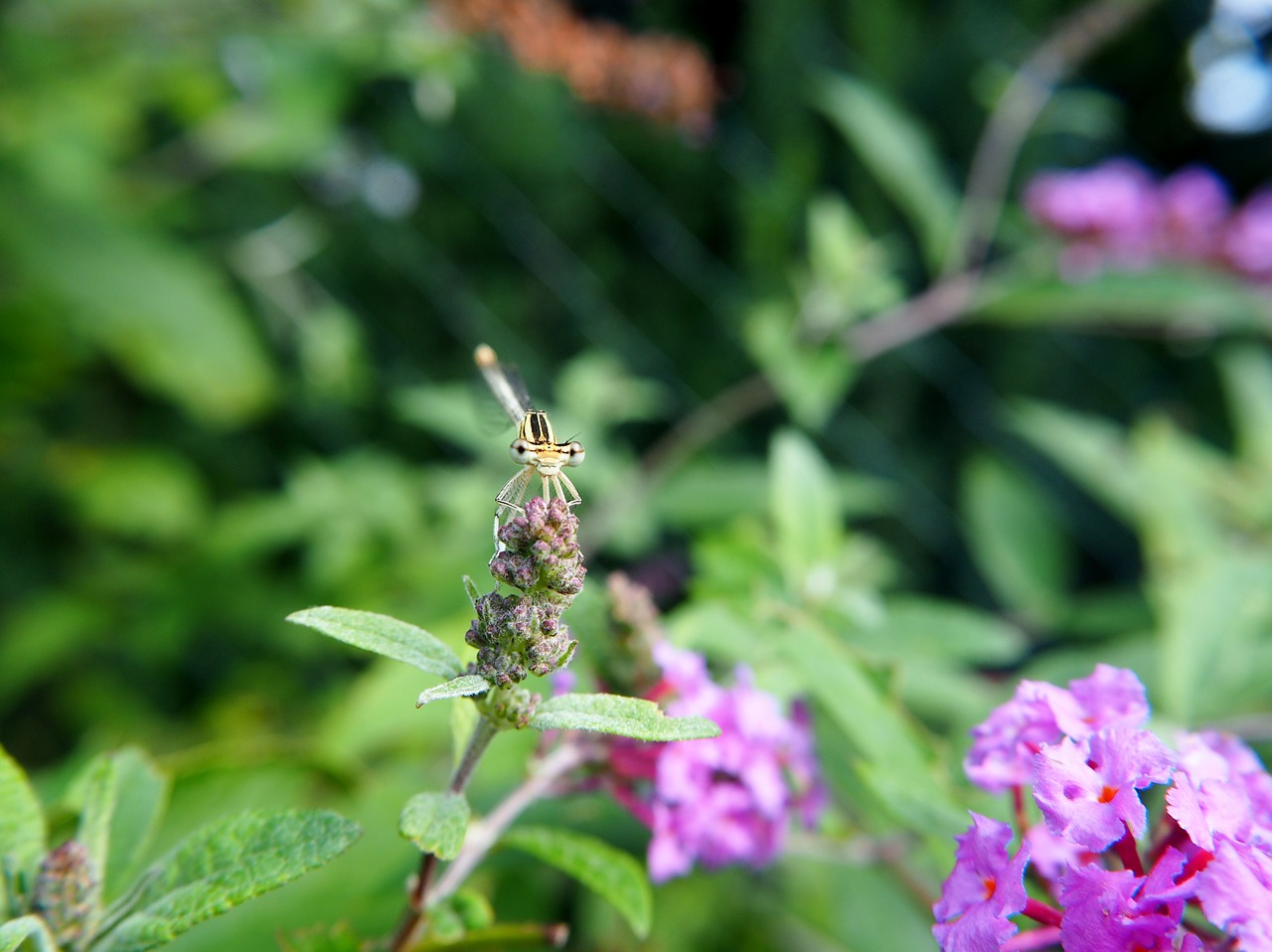 dragonfly insect garden free photo