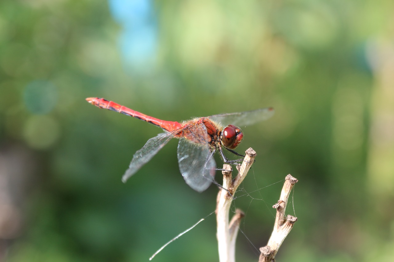 dragonfly metallica red free photo