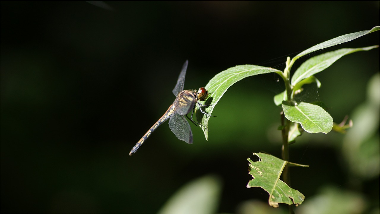 dragonfly insect plant free photo