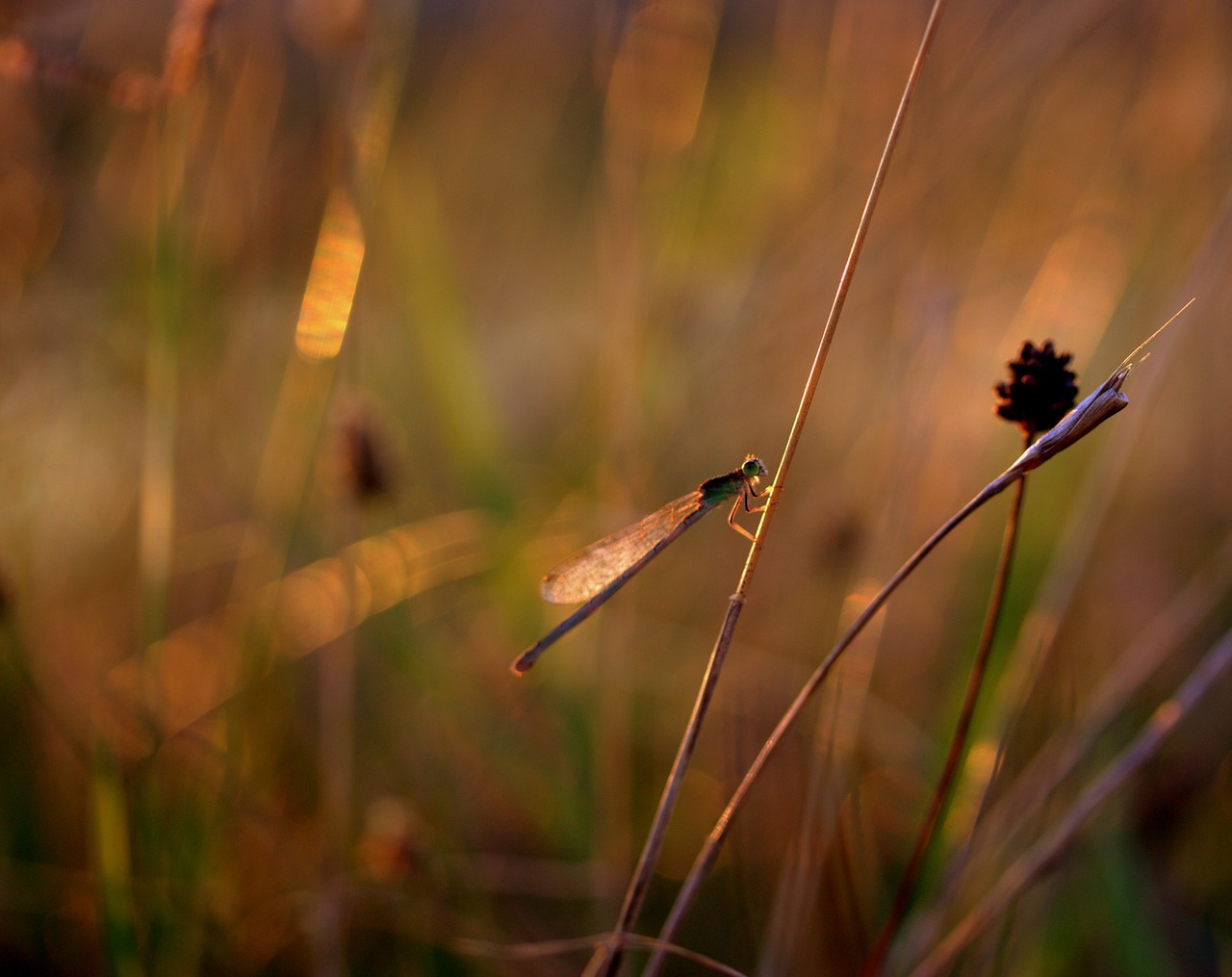 dragonfly insecta rest free photo