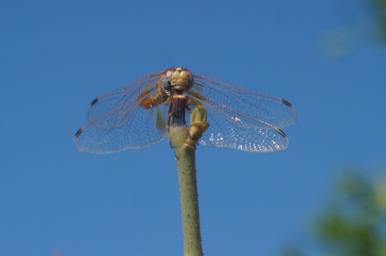 dragonfly nature macro free photo