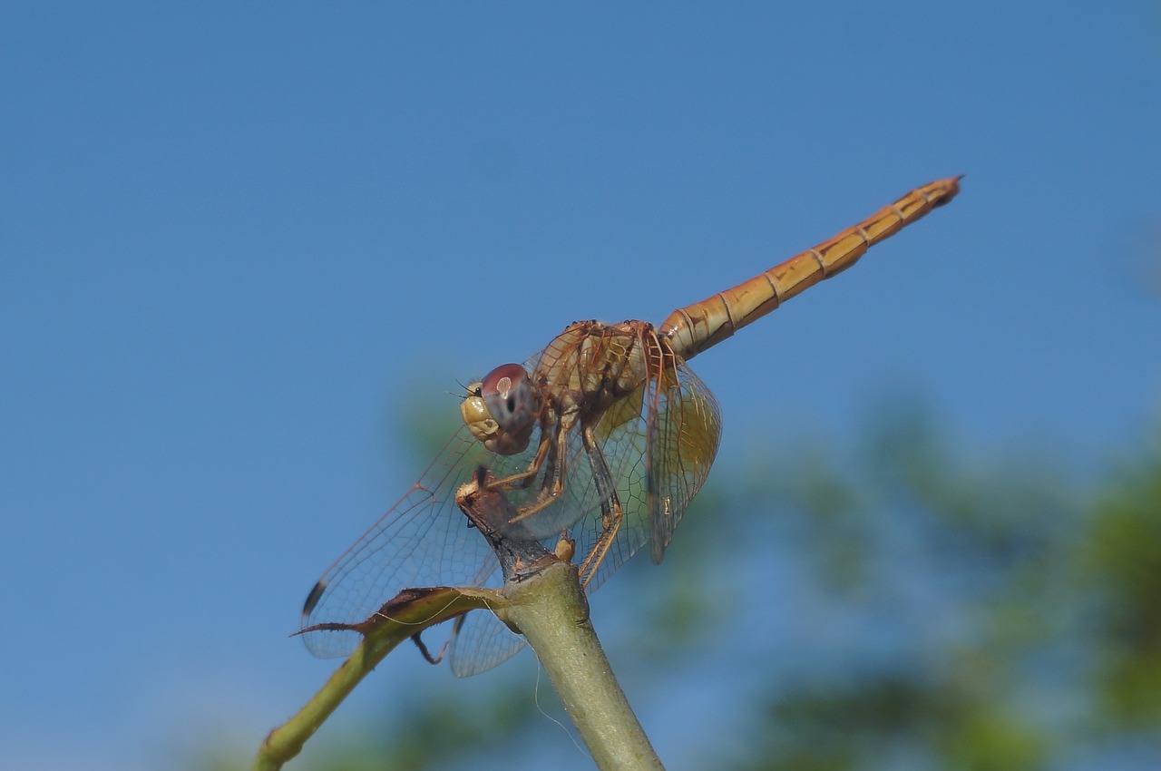 dragonfly nature macro free photo