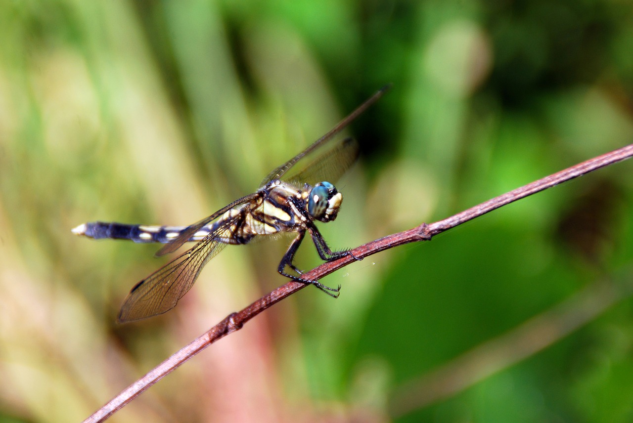 dragonfly bug insect free photo