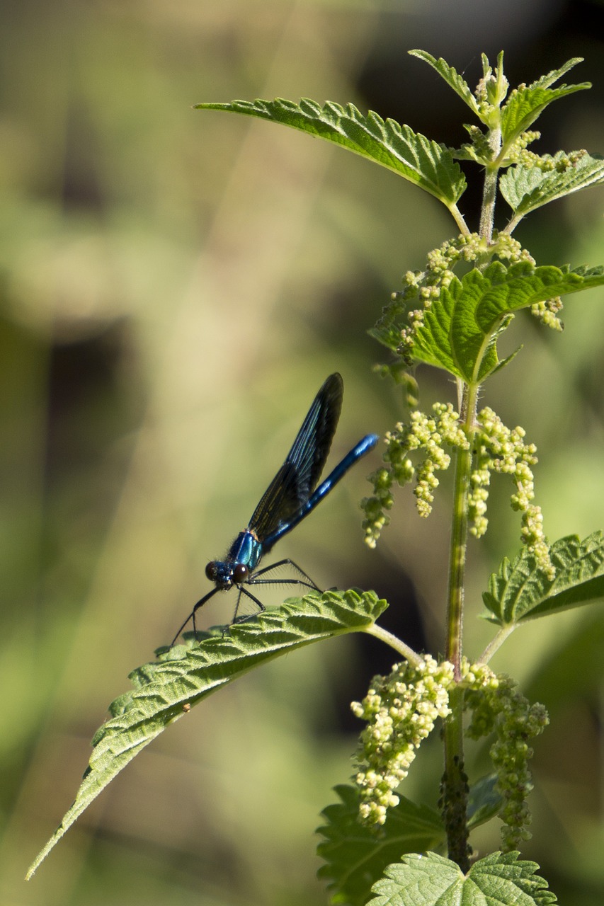 dragonfly blue dragonfly on stinging nettle free photo