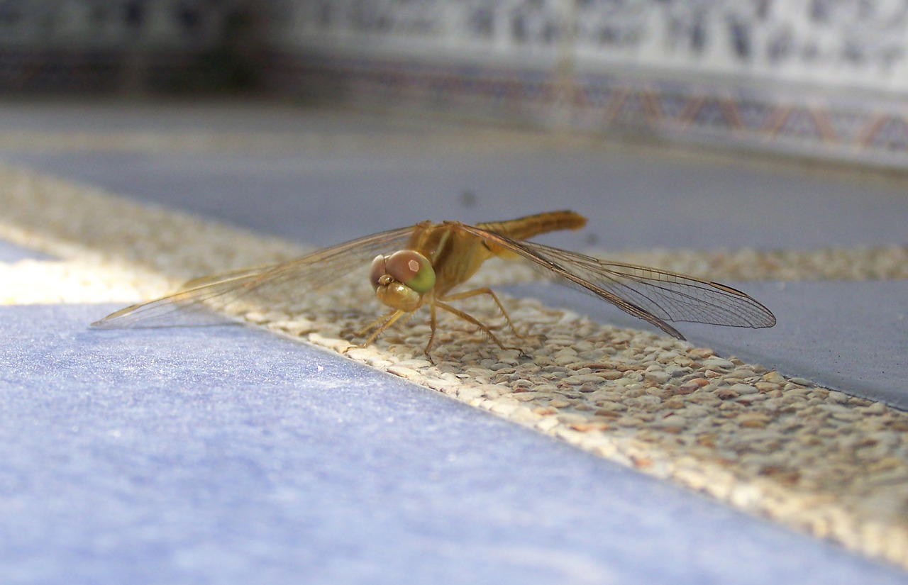 dragonfly insect bug free photo