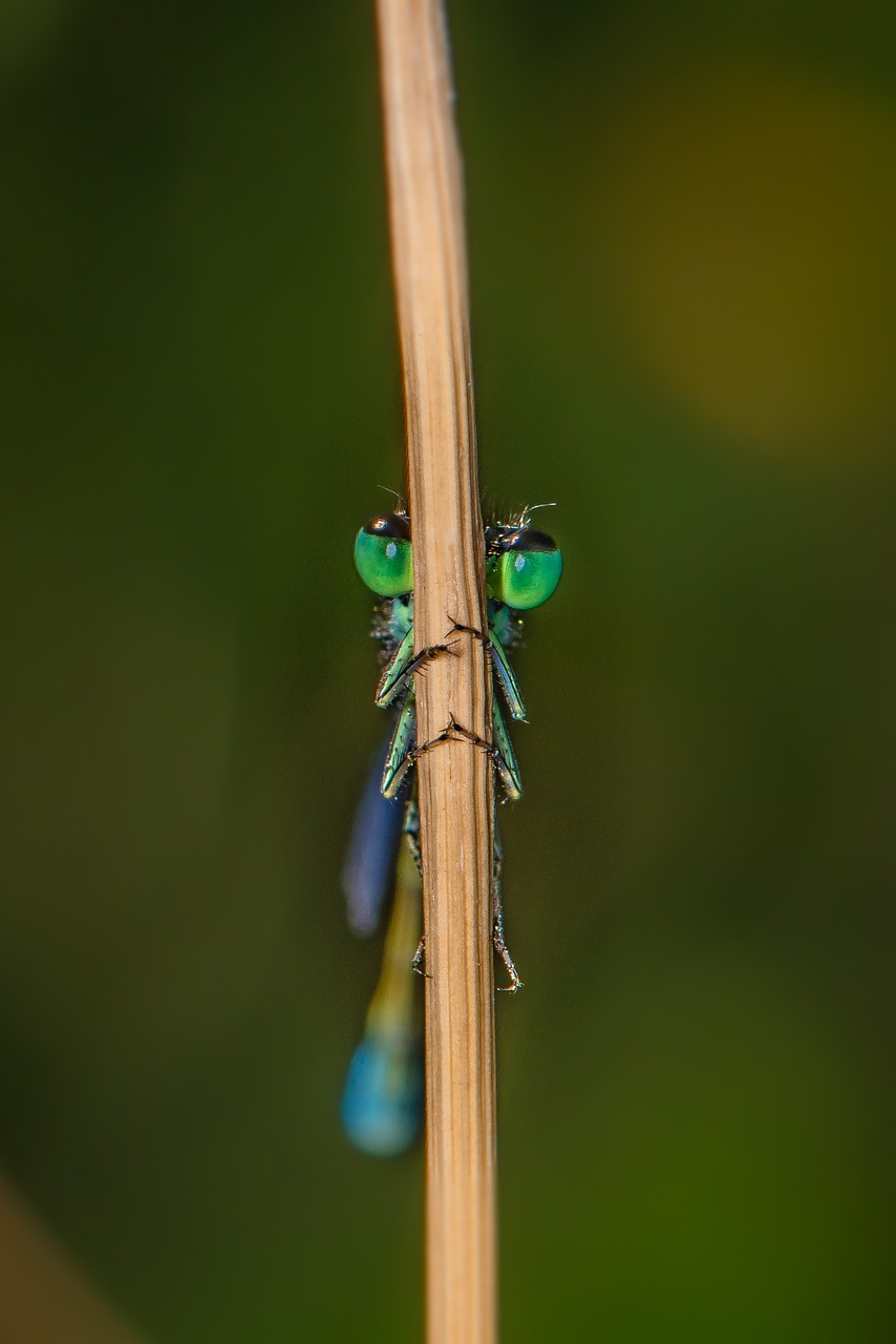 dragonfly close insect free photo