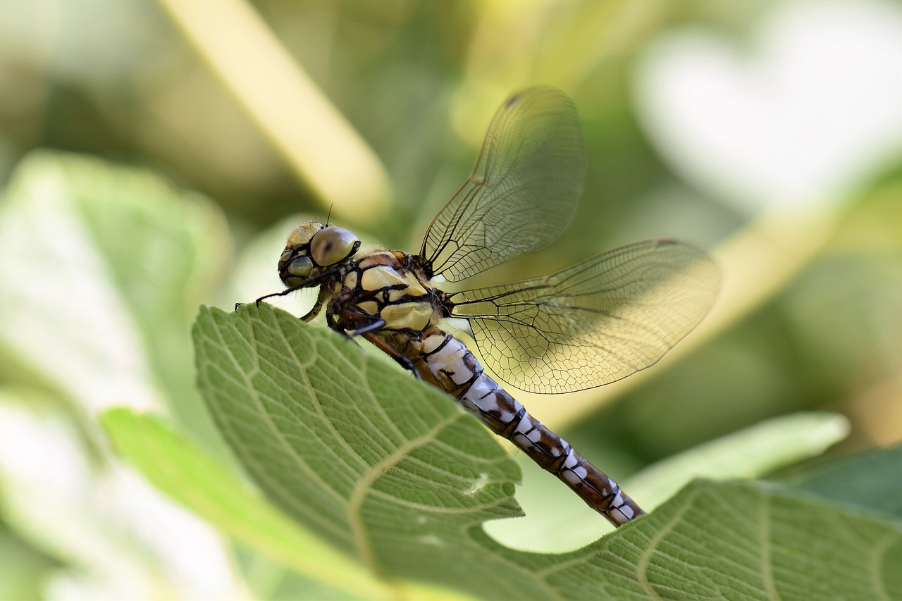 dragonfly animal insect free photo