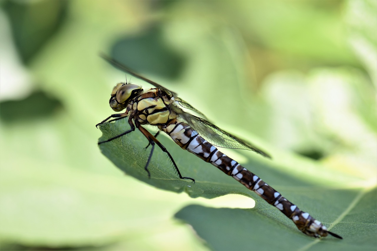 dragonfly animal insect free photo