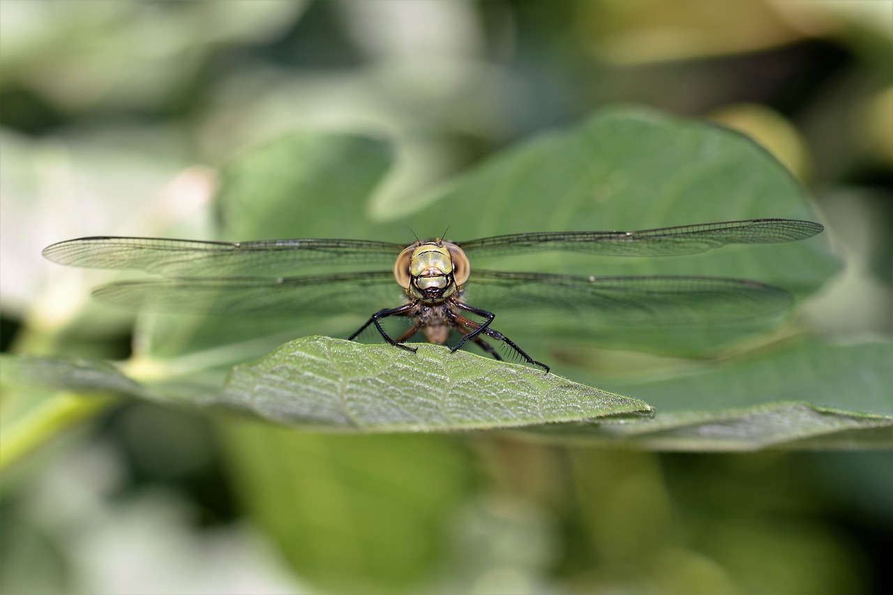 dragonfly animal insect free photo