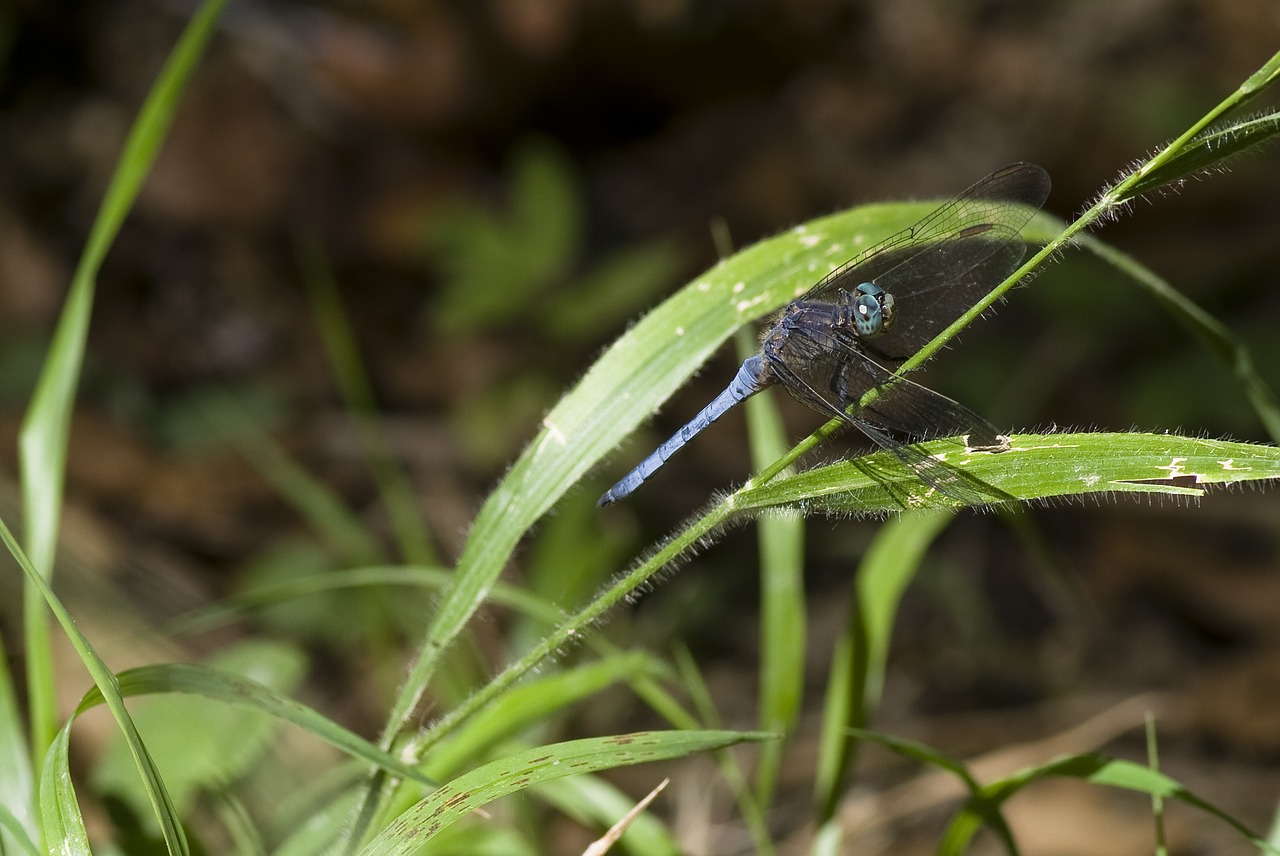 dragonfly tuscany blue free photo