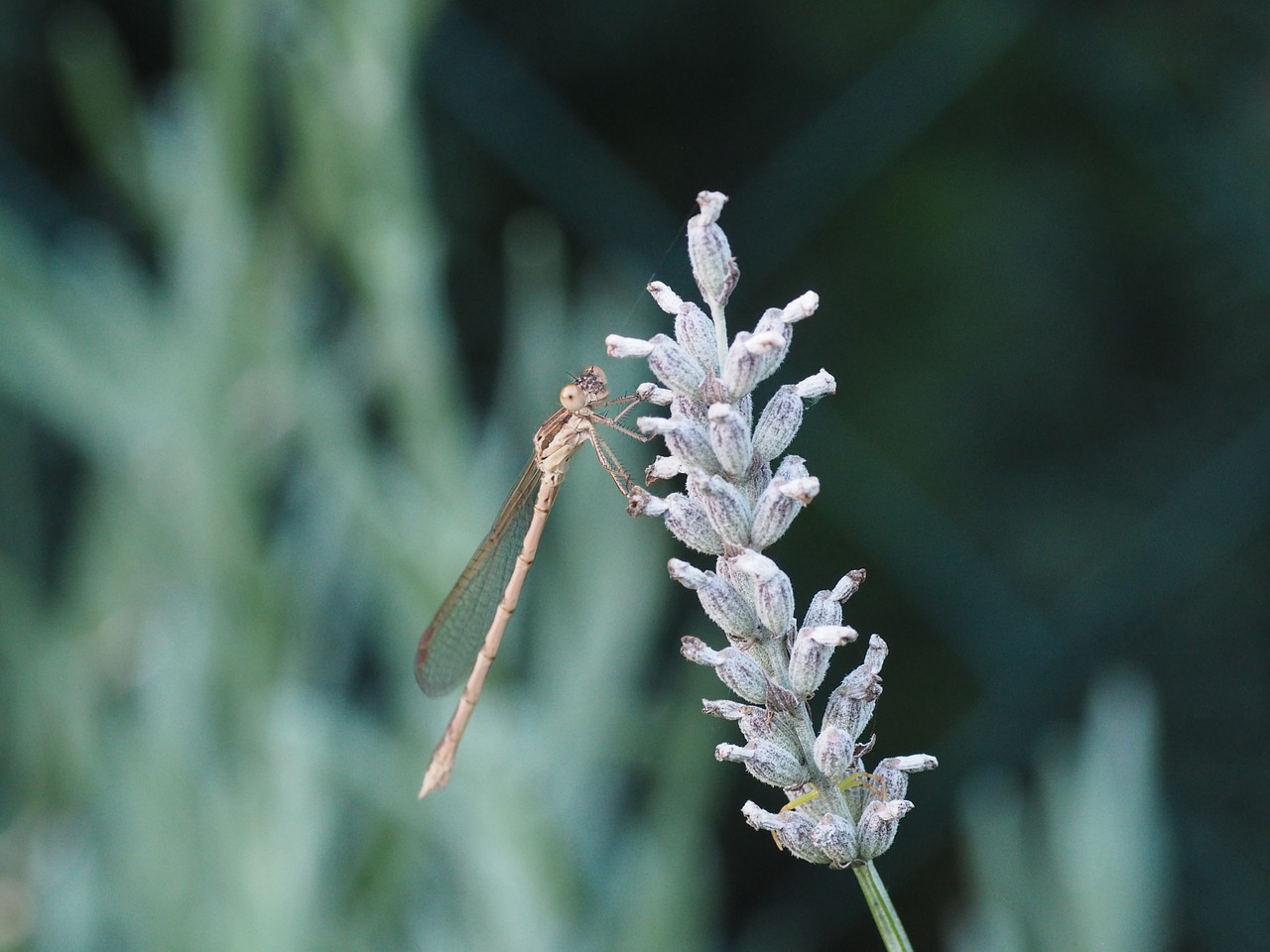 dragonfly plant insect free photo