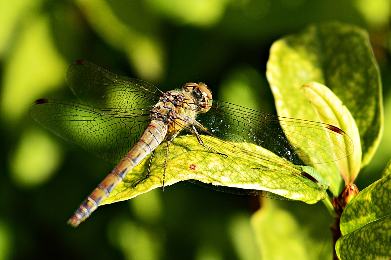 dragonfly insect nature free photo