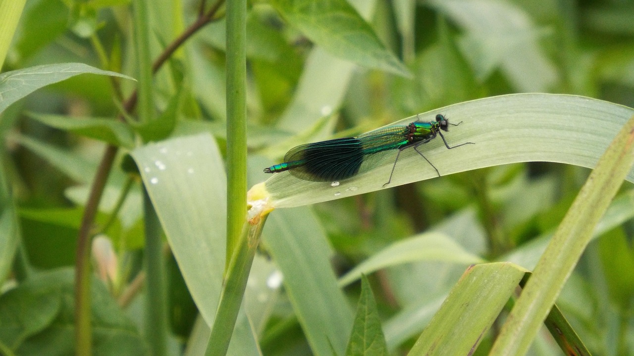 dragonfly insect close-up free photo