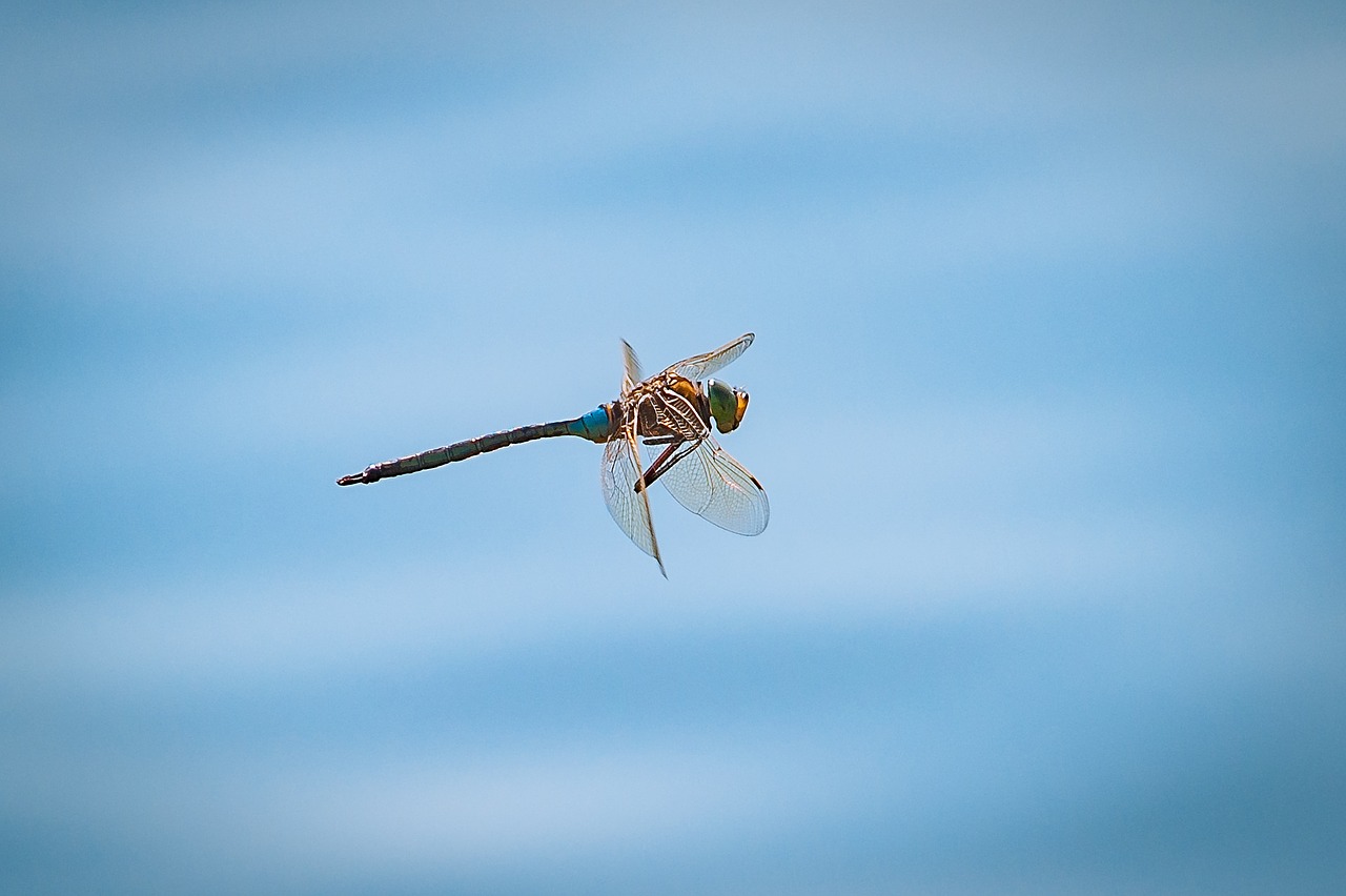 dragonfly flight insect free photo