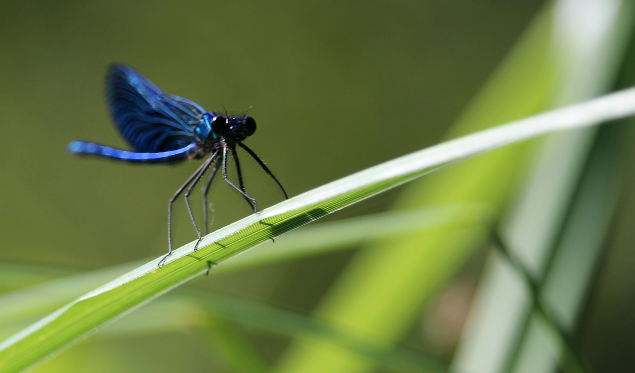 dragonfly insect grass free photo