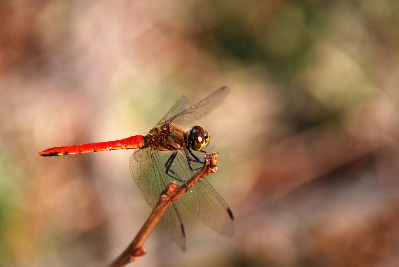 dragonfly insect bug free photo