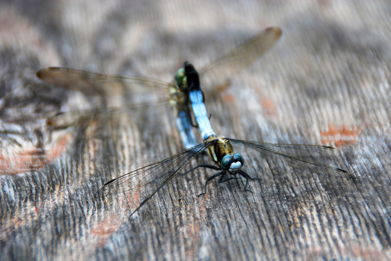 dragonfly insect bug free photo