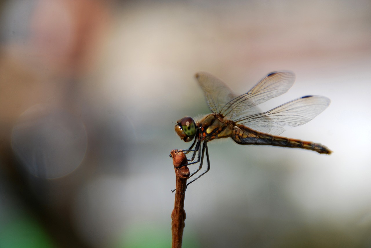 dragonfly insect bug free photo