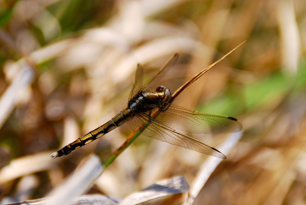 dragonfly insect bug free photo