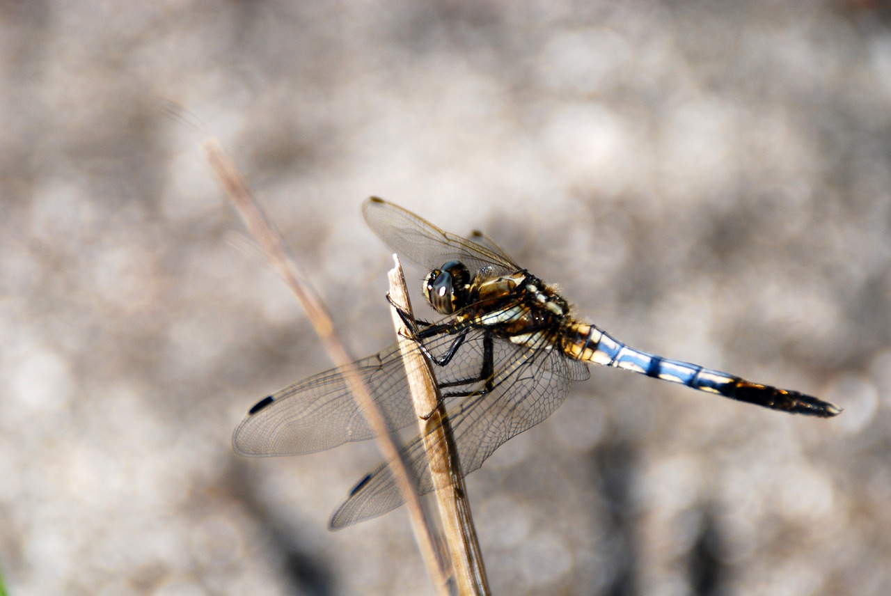 dragonfly insect bug free photo