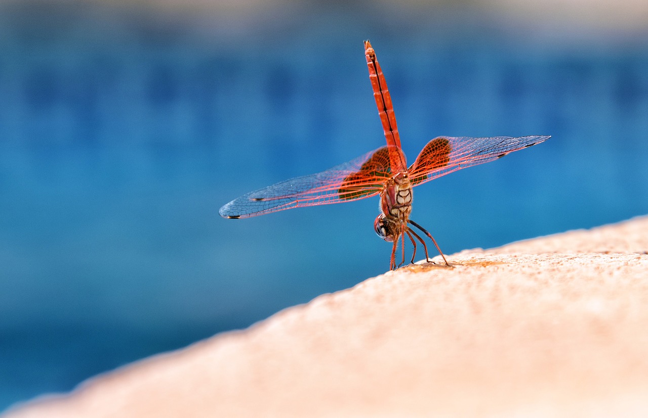 dragonfly macro dancer free photo