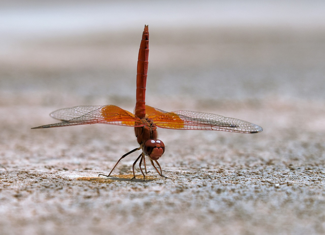 dragonfly macro dancer free photo