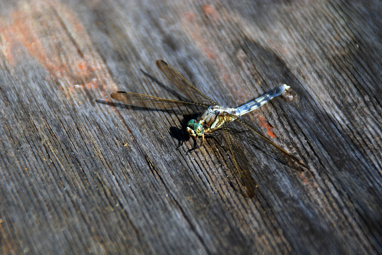 dragonfly bug insect free photo