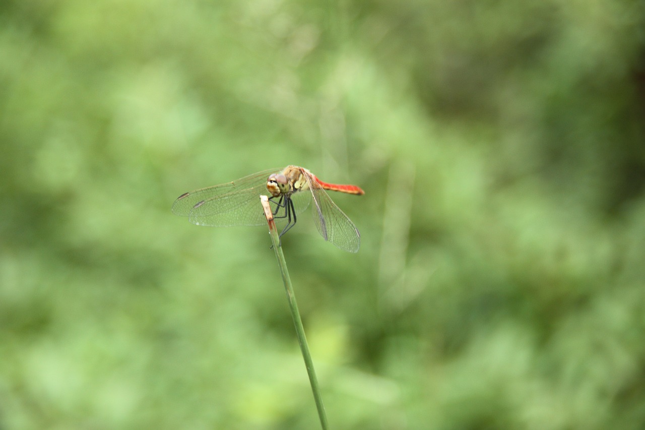 dragonfly insects animal free photo