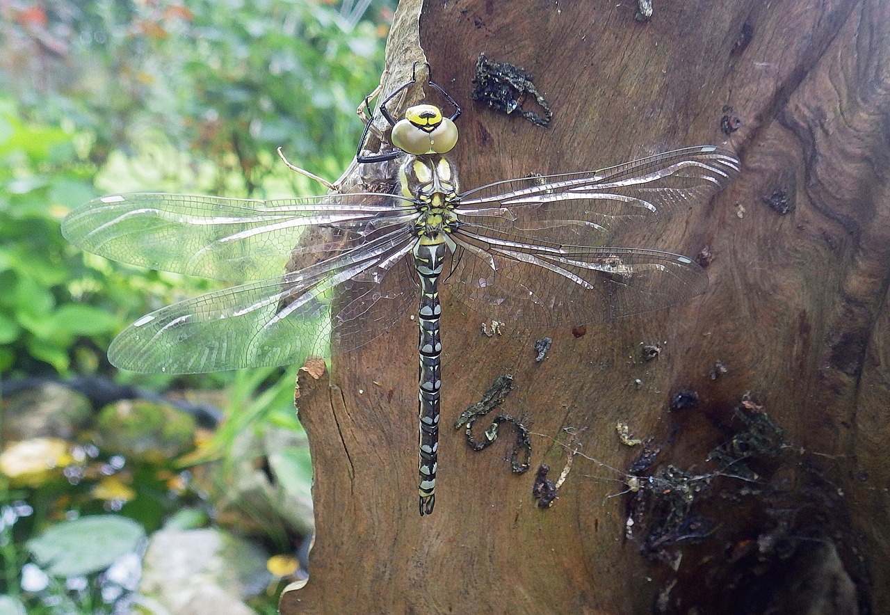 dragonfly two striped source bridesmaid garden free photo